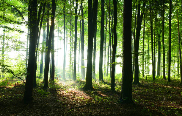 istock Morning in the forest 1078473704