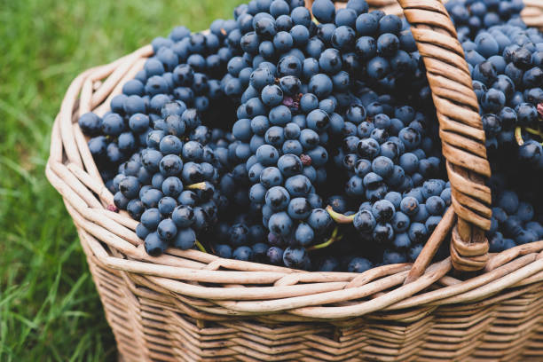 istock homemade wine grapes 1078474874