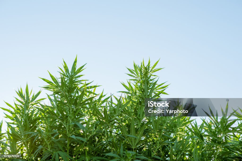 Cannabis Unkraut Blätter - Lizenzfrei Hanfpflanze Stock-Foto