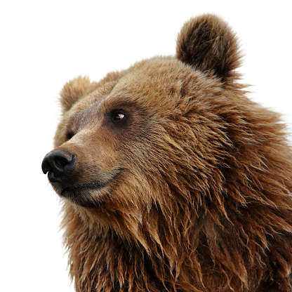 portrait of an eurasian  brown bear on white background