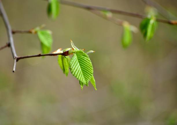 istock Young green leaves of elm in the spring web 1078478210