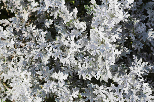 istock the texture of light vegetation. plant background 1078478542