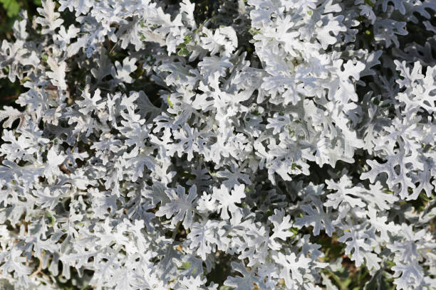 istock the texture of light vegetation. plant background 1078478598