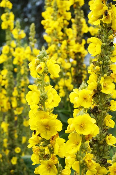 istock mullein plant with yellow flowers 1078479110