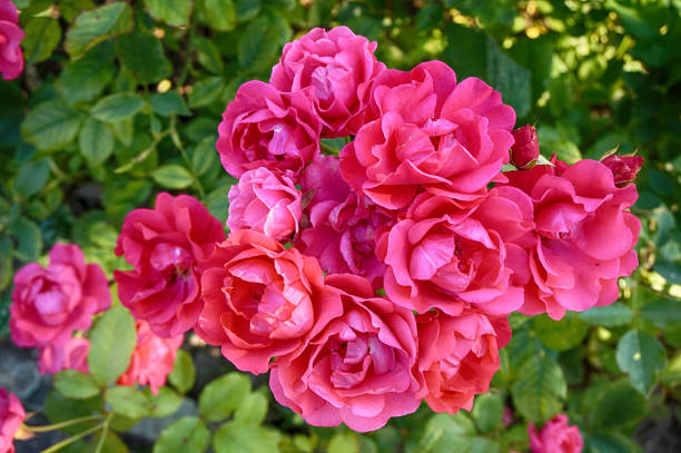 istock pink roses flowers 1078479256