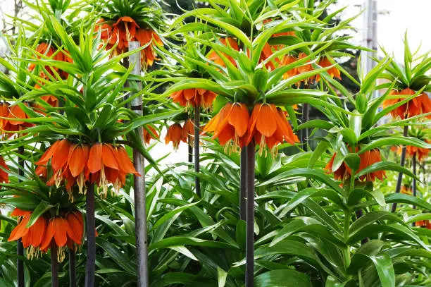 Fritillaria imperialis plant with flowers