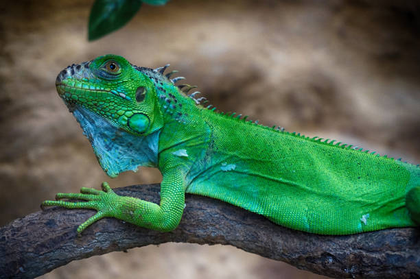 istock green iguana animal 1078482428