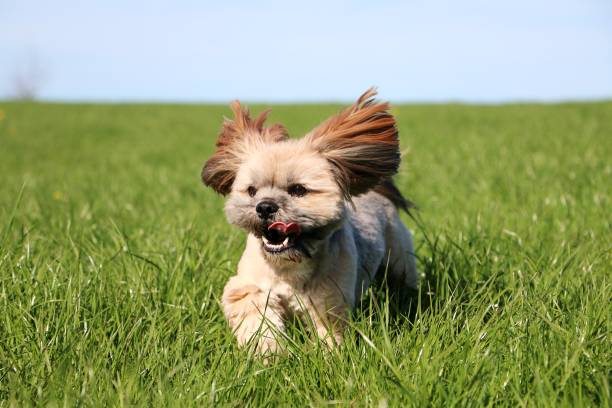 executando o lhasa apso - lhasa - fotografias e filmes do acervo