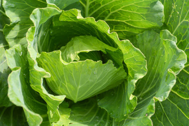 istock cabbage green vegetable on background fresh cabbage in farm field 1078484554
