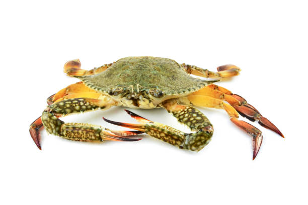 istock crab meat / seafood fresh crab isolated on white background 1078484630