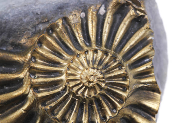 istock golden ammonite fossil 1078485956