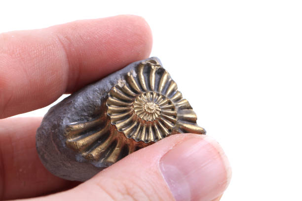 istock golden ammonite fossil 1078485992