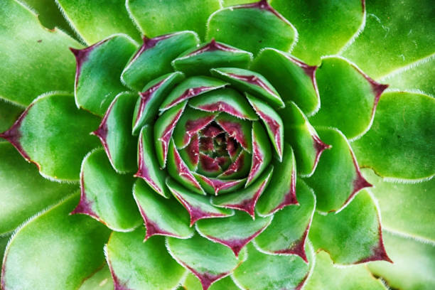 istock green houseleek plant 1078489060