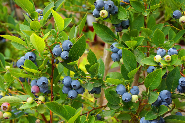 istock blueberries plant with fruits 1078489146
