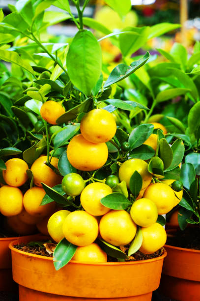 istock small tangerine orange plant 1078489250