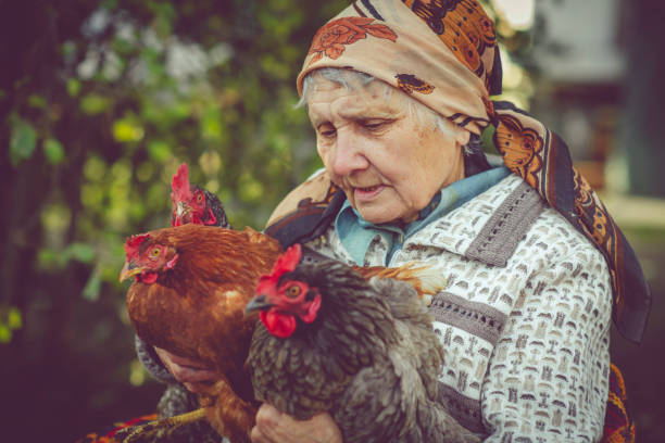 Senior female farmer with her chicken on farm in summer