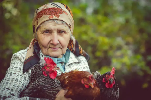 Senior female farmer with her chicken on farm in summer