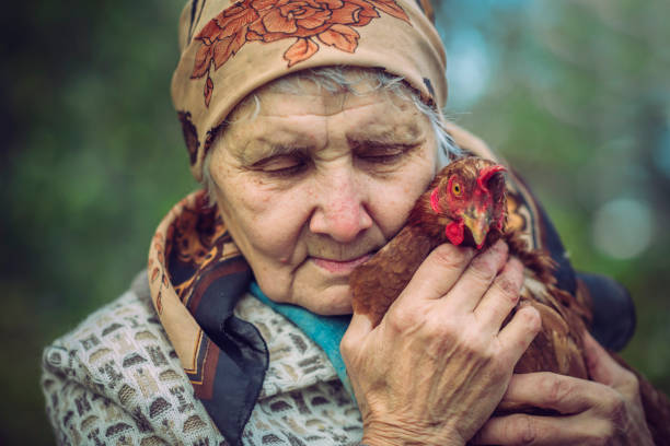 Senior female farmer with her chicken on farm in summer