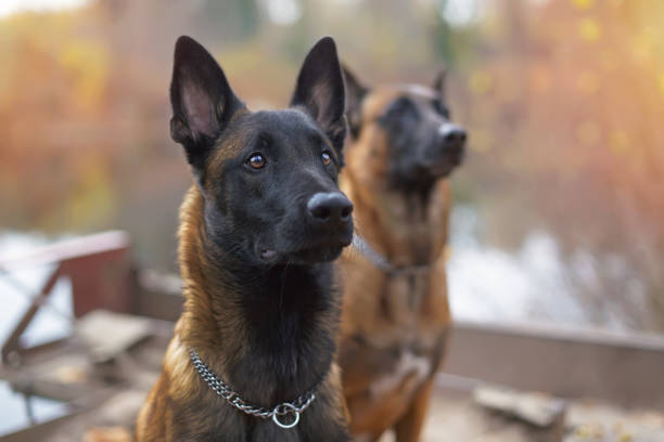 o retrato de um cão de pastor belga jovem sério malinois com uma corrente colar sentado ao ar livre perto do rio no outono - belgian shepherd - fotografias e filmes do acervo