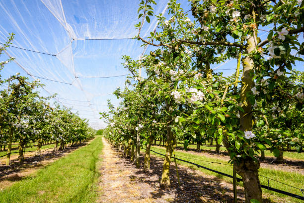 istock Rows of flowering apple trees protected by a net in spring. 1078493006