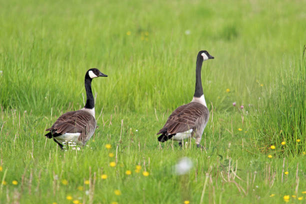 istock Two Canada geese walking in a meadow. 1078493444