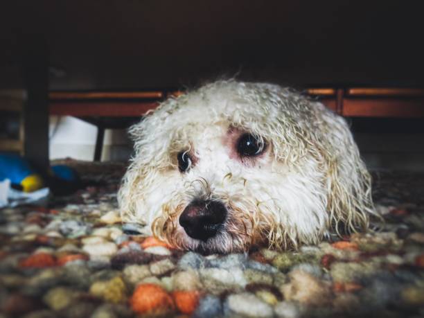 A formerly fluffy white Bichon Frisé dog lying under the table to hide his dirty wet fur