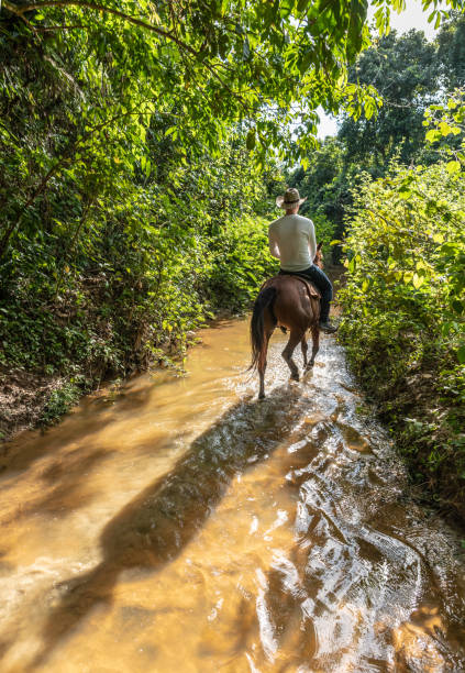 istock Riding a horse through a shallow river in Vinales, Cuba 1078495980