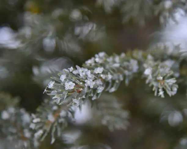 Ice creating small crystals that look like flowers on the tips of pine needles.