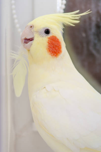 Parrot corella with feather in neb. Bird moult concept. Vertical.