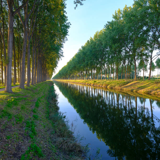 lumière du soir d’automne sur l’avenue de hêtres tapissant les canaux jumeaux de leopoldkanaal et de schipdonkkanaal - près de oostkerke en dehors de bruges en belgique - flanders bruges dusk building exterior photos et images de collection