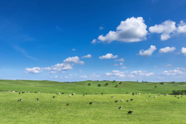 une ferme laitière à hokkaido, japa - paddock photos et images de collection