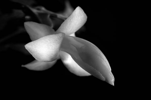 istock Blossoming flower, Christmas cactus. 1078507856