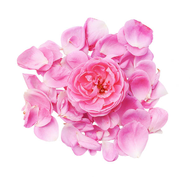 istock tender roses on a white background, roses, white background, rose petals 1078508294