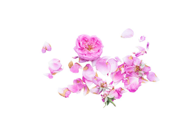 istock tender roses on a white background, roses, white background, rose petals 1078508584