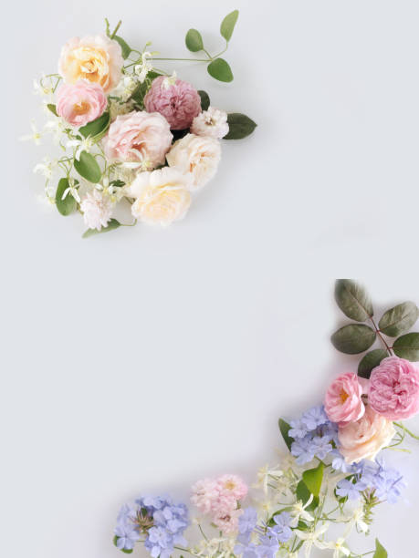 istock Beautiful flower on white background. 1078521408