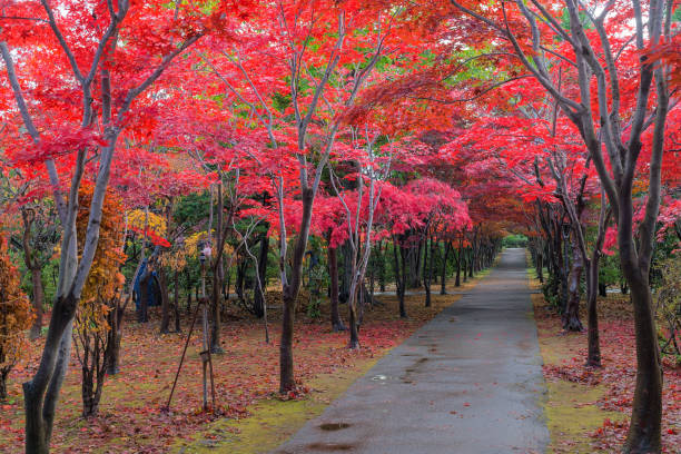 istock Hiraoka Tree in Sapporo, Hokkaido, Japan 1078521502