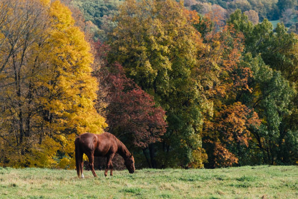 istock Horse grazing in autumn 1078521614