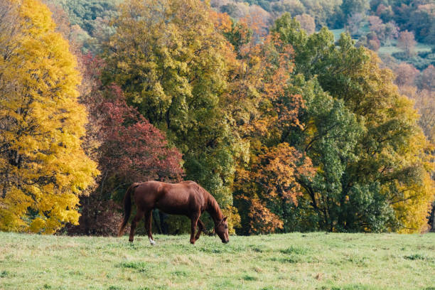 istock Horse grazing in autumn 1078521884