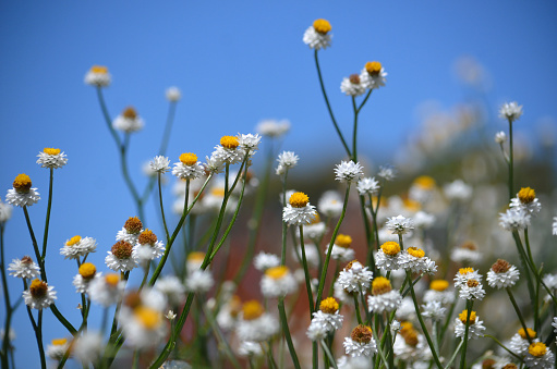 Spring daisy in the green grass, medicinal herbs