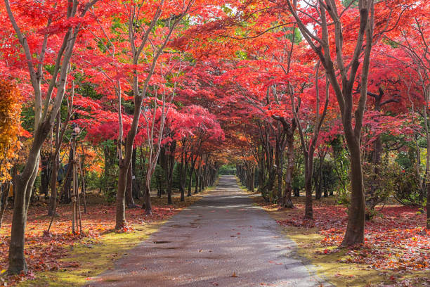 istock Hiraoka Tree in Sapporo, Hokkaido, Japan 1078522122