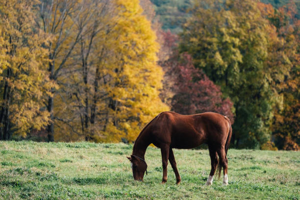 istock Horse grazing in autumn 1078522182