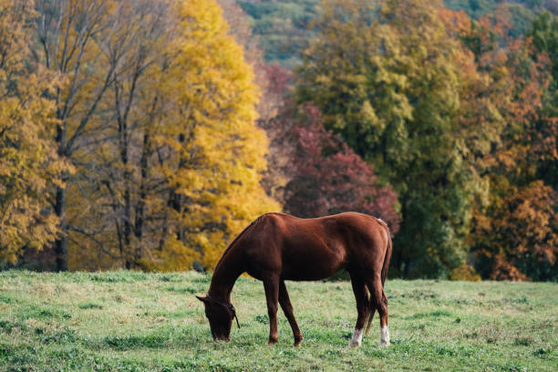 istock Horse grazing in autumn 1078522272