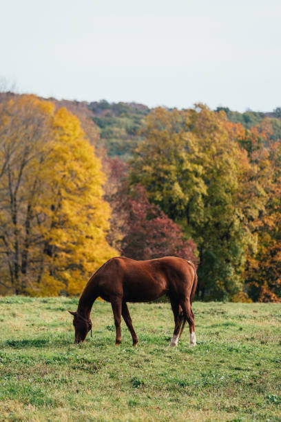 istock Horse grazing in autumn 1078522372