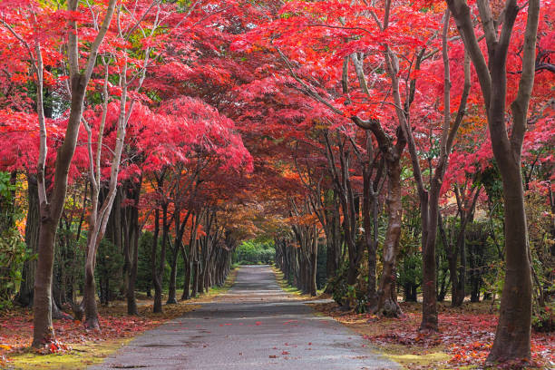 istock Hiraoka Tree in Sapporo, Hokkaido, Japan 1078522780