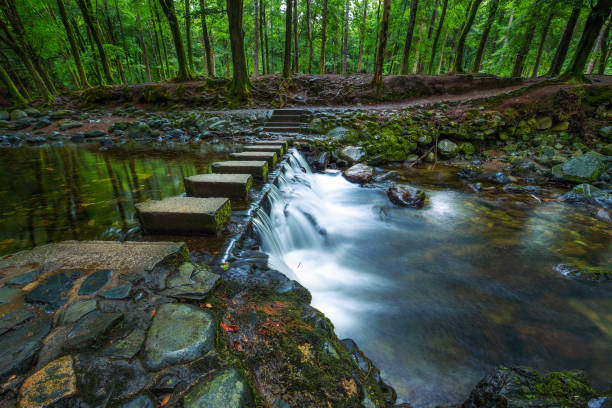 istock Dirt road in the Tollymore Forest Park 1078522884