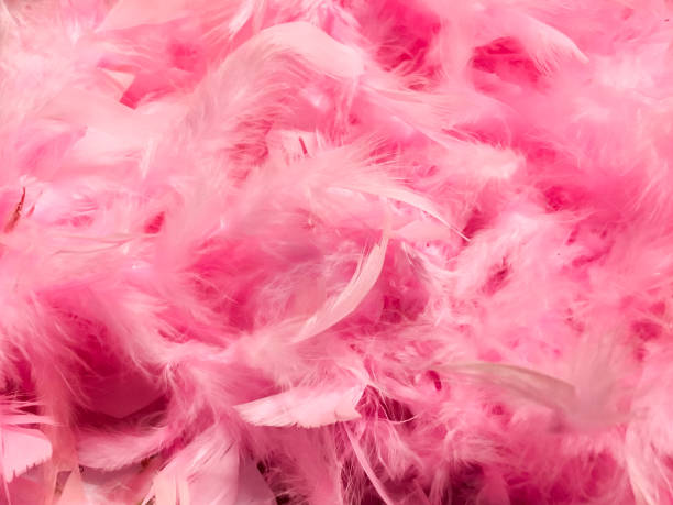 istock feathers in pink for Christmas 1078526970