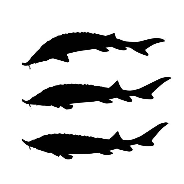 Silhouettes of sturgeon fish Set of silhouettes of sturgeon fish. Vector illustration isolated on black background beluga whale jumping stock illustrations