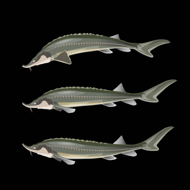 Set of sturgeon fish Set of sturgeon fish. Vector illustration isolated on black background beluga whale jumping stock illustrations