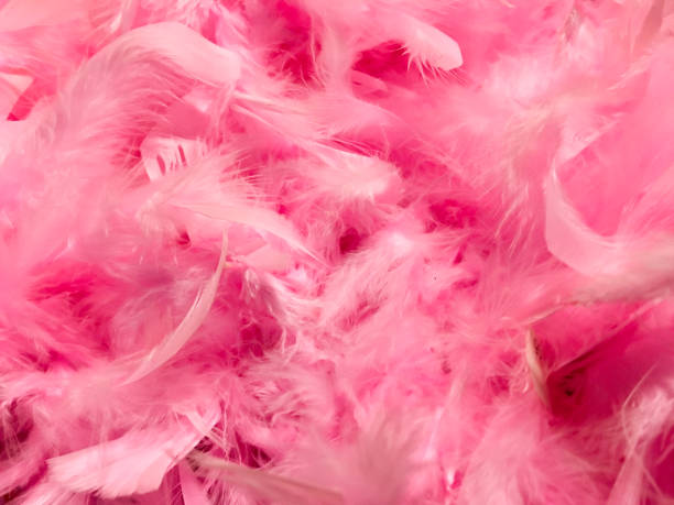 istock feathers in pink for Christmas 1078527040