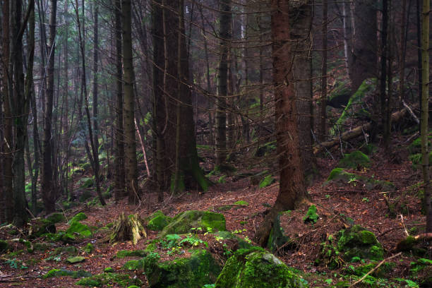 istock Beautiful coniferous mountain forest in the fog. Natural background. 1078527872